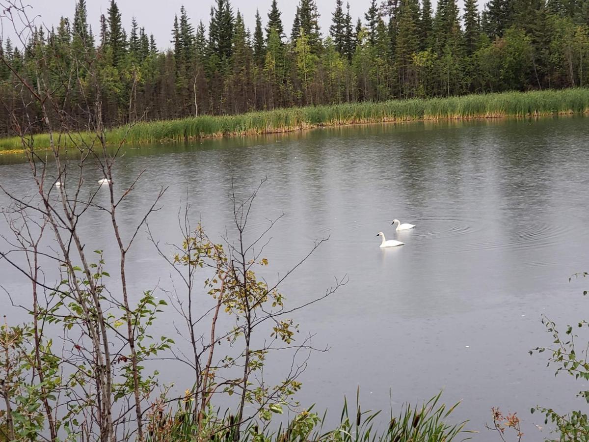 Denali Wild Stay - Bear Cabin With Hot Tub And Free Wifi, Private, Sleep 6 Healy Exterior photo